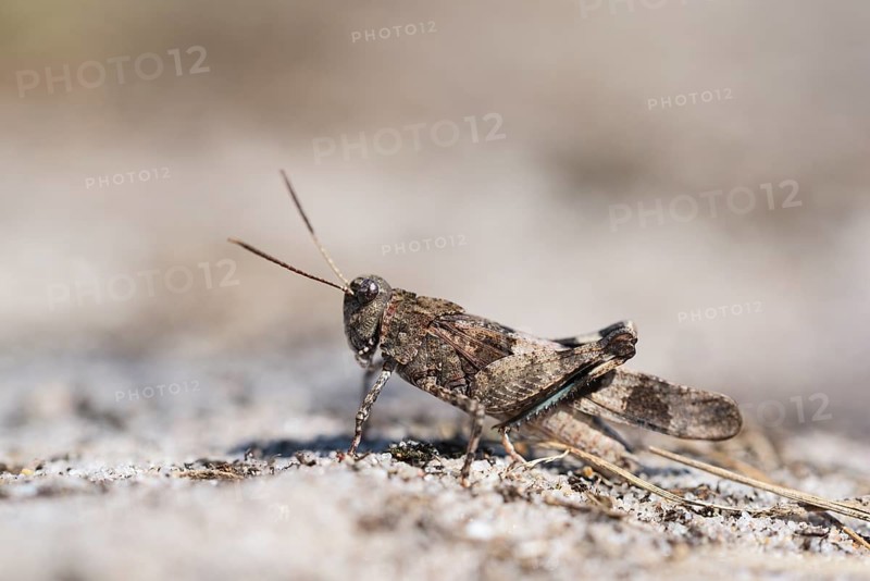 Blue-winged grasshopper