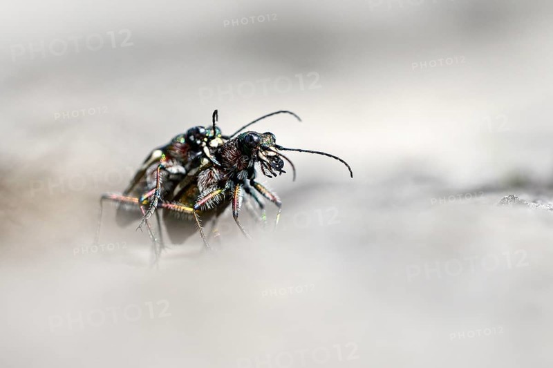 Dune Sand Beetle