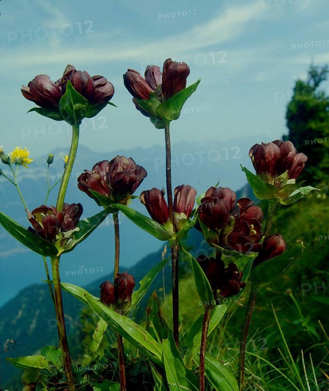 Purple gentian