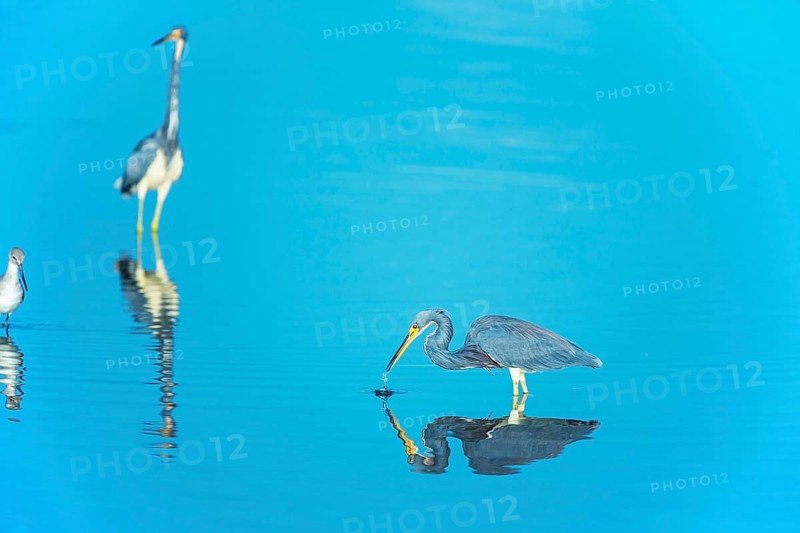 Tricolored herons