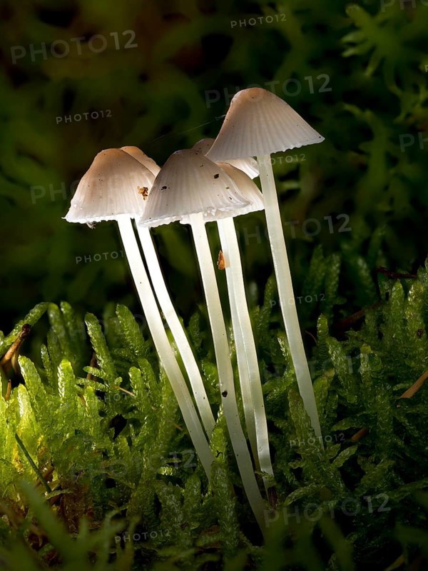 White milky milking bonnet