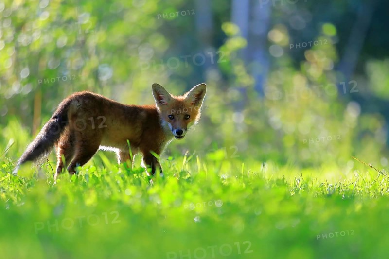 Red fox