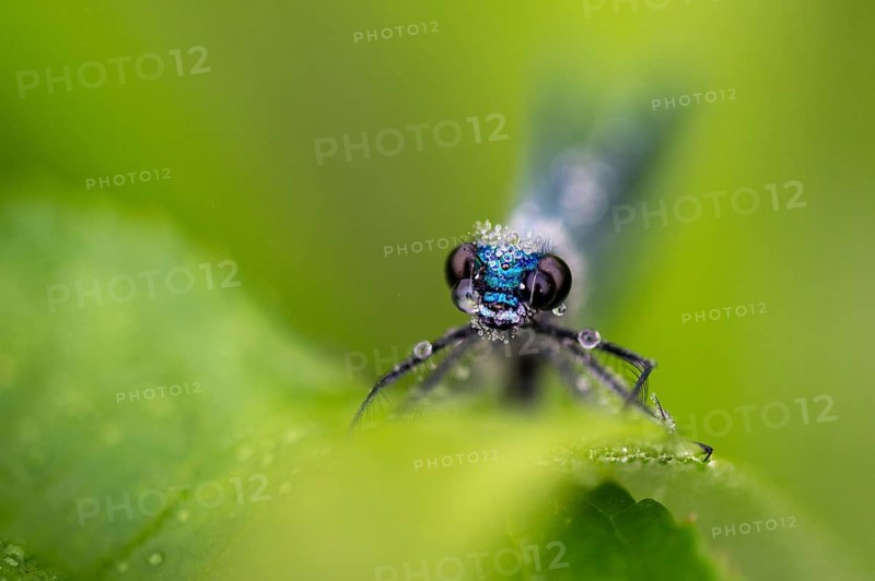 Banded demoiselle