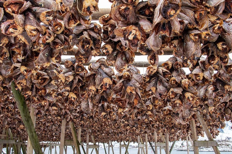 Fish heads air-dry
