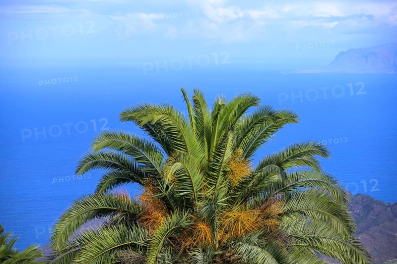 Canary Island date palm in front of blue sea