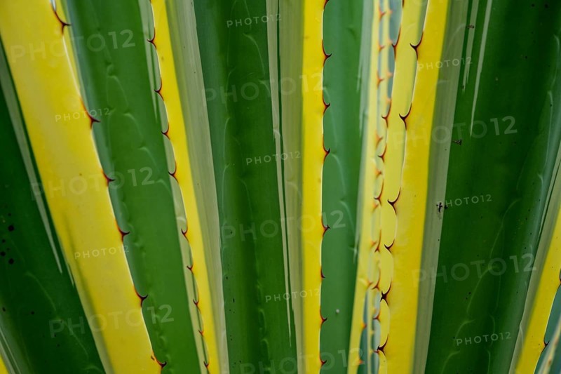 American Agave Variegata
