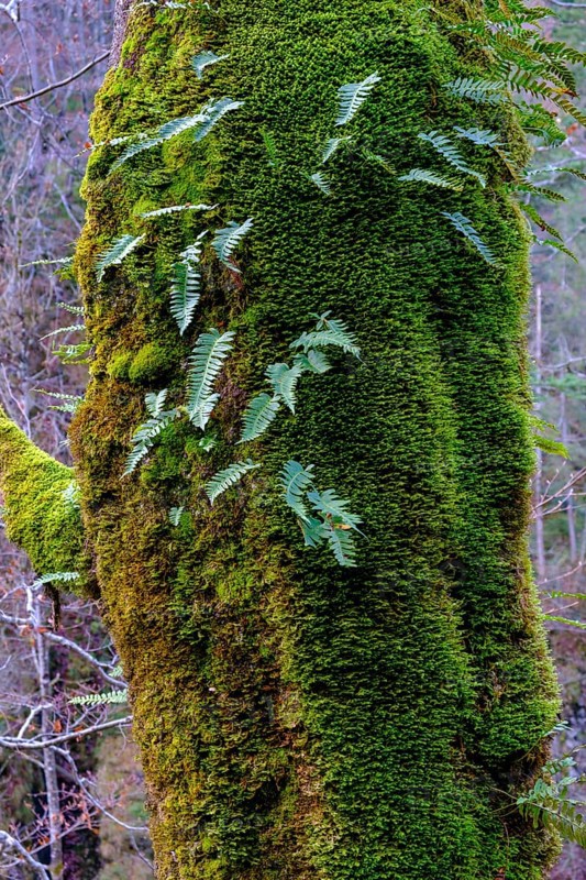 Mossy tree trunk
