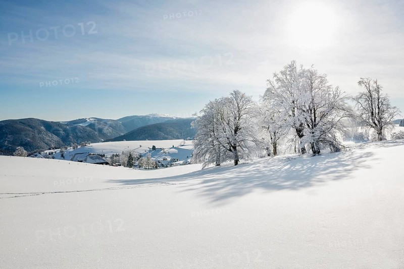 Snow-covered beech trees