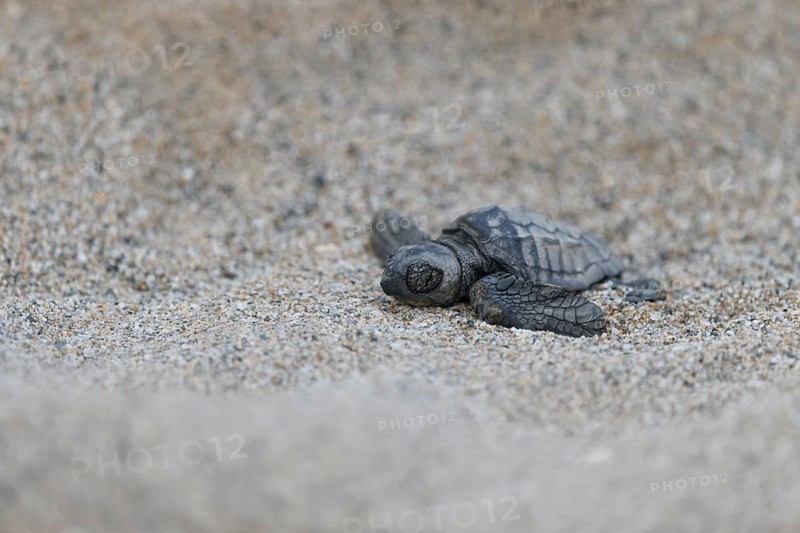 Loggerhead sea turtle