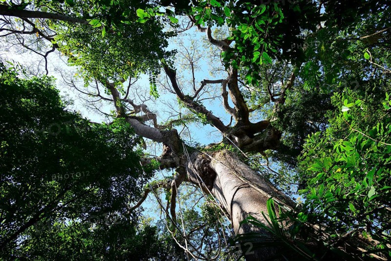 View into the crown of a jungle tree