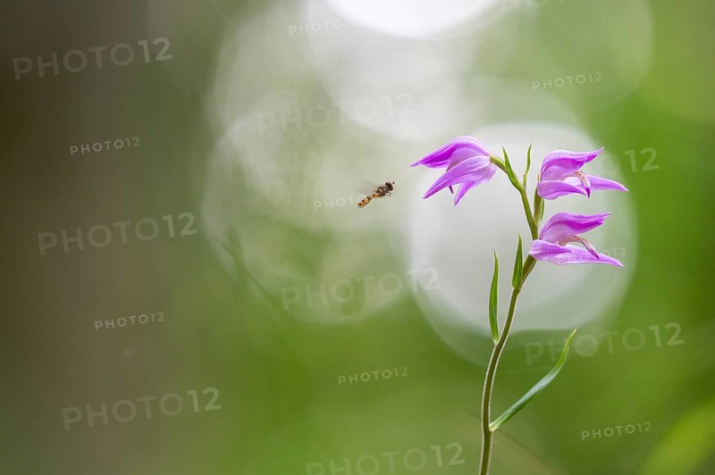 Helleborine