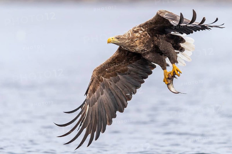 White-tailed eagle