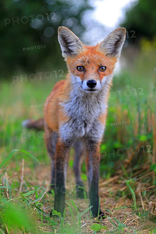 Red fox
