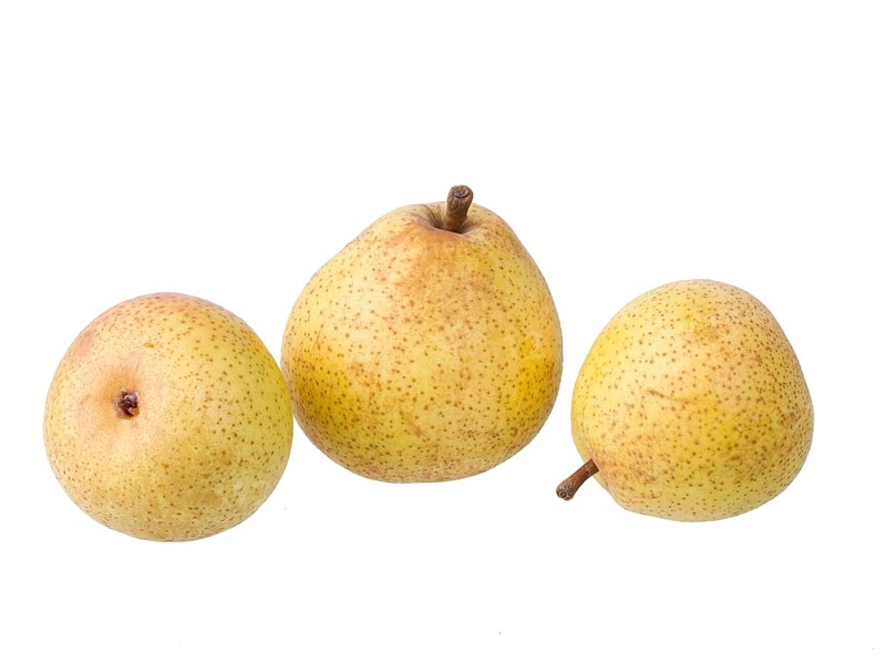Pear variety Philips pear