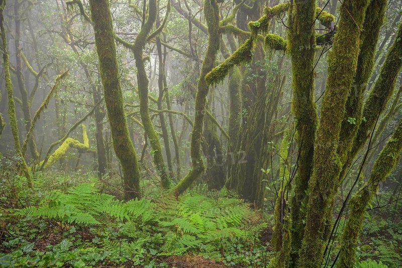 Laurel Forest