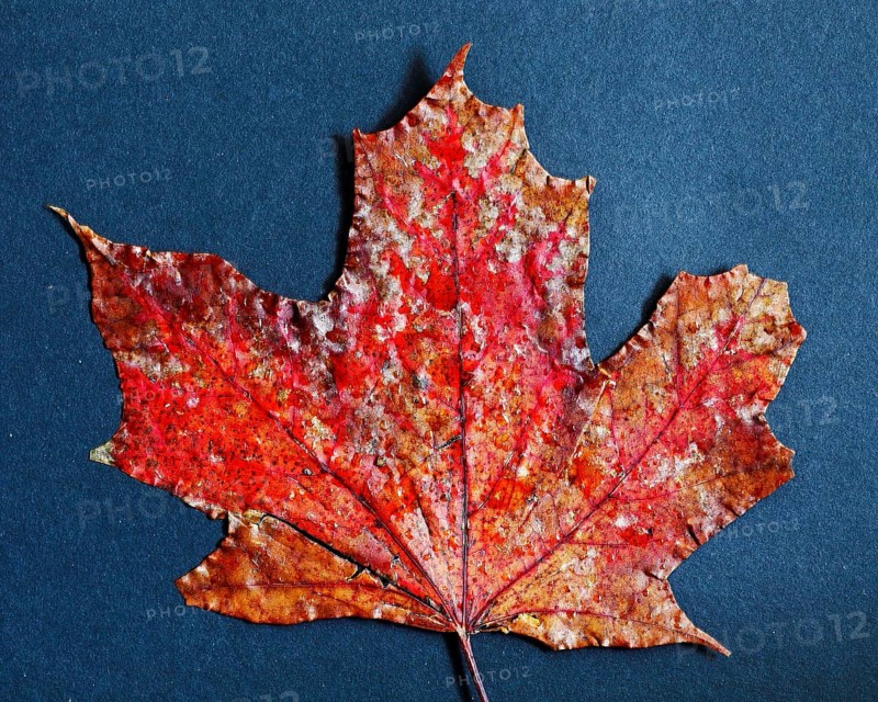 Colourful Mable Leaf