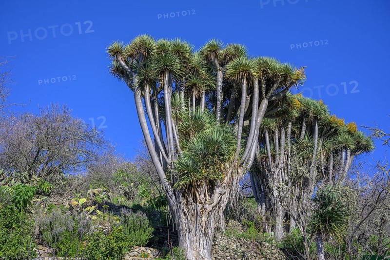 Canary canary islands dragon tree