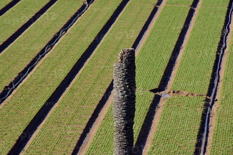 Dead palm tree in front of field with spinach