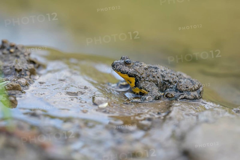 Yellow-bellied toad