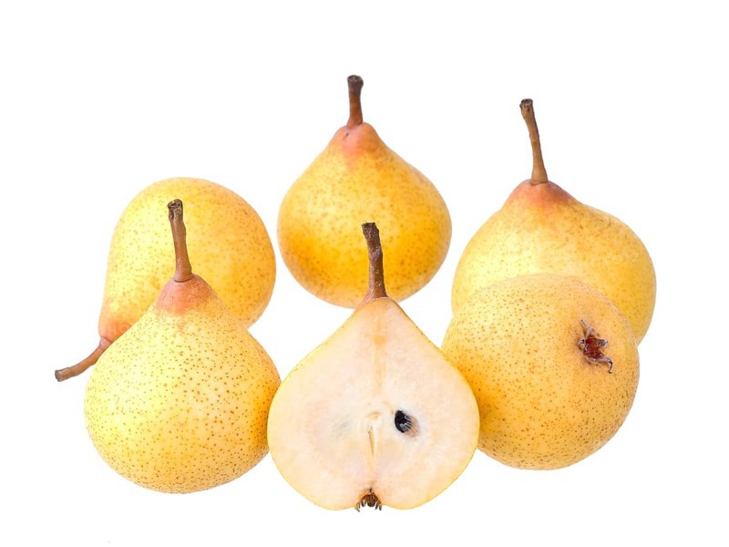 Pear variety Kirchensaller Mostbirne