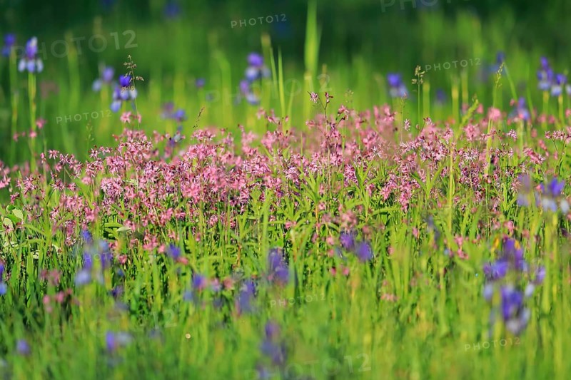 Ragged robin