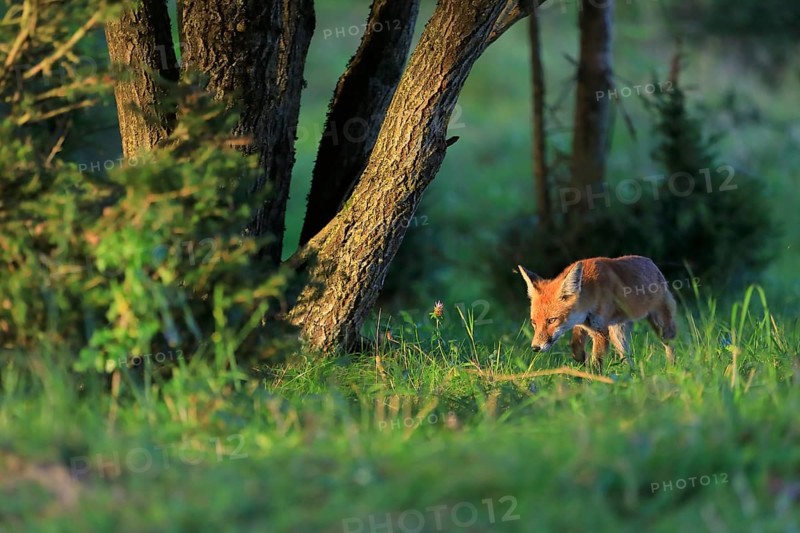 Red fox