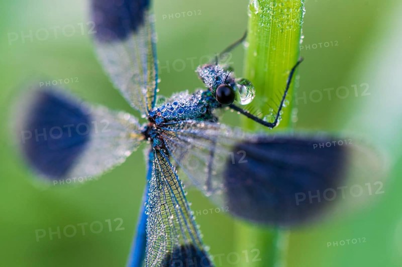 Banded demoiselle