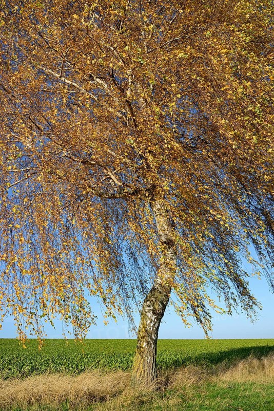 Birch