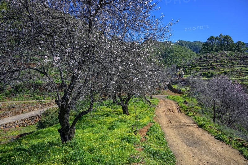 Flowering almond tree