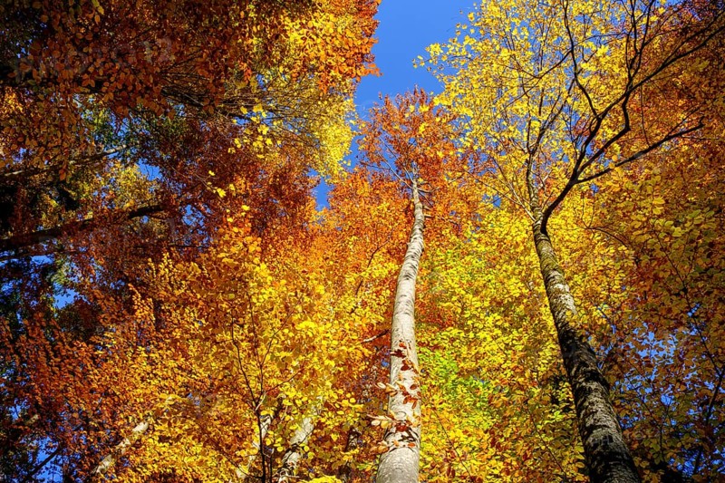Beech forest in autumn