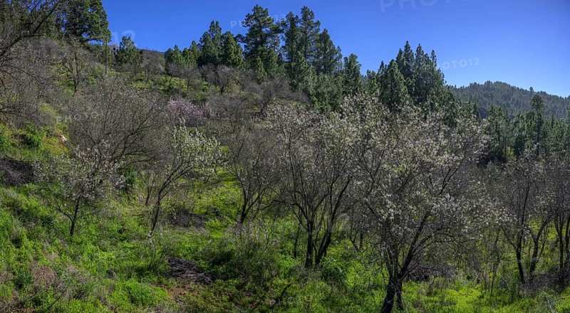 Flowering almond tree