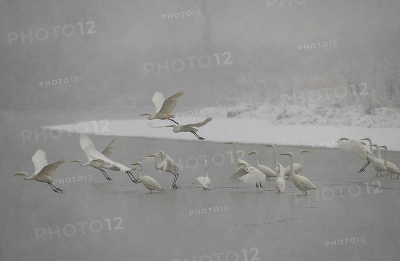 Great egret