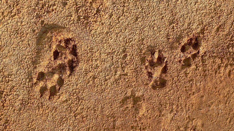 Dog paw prints in dry clay soil