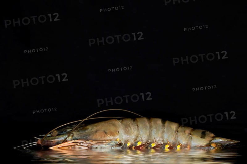 A giant tiger prawn