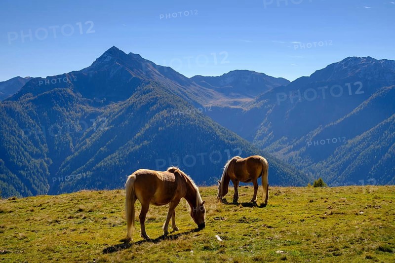 Haflinger