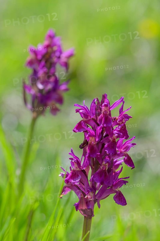 Red elder-flowered orchid