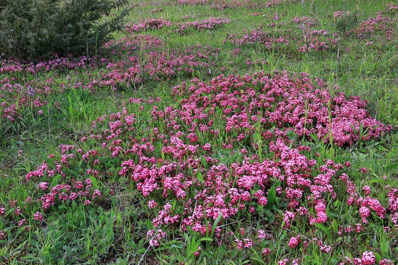 Groups of garland flower