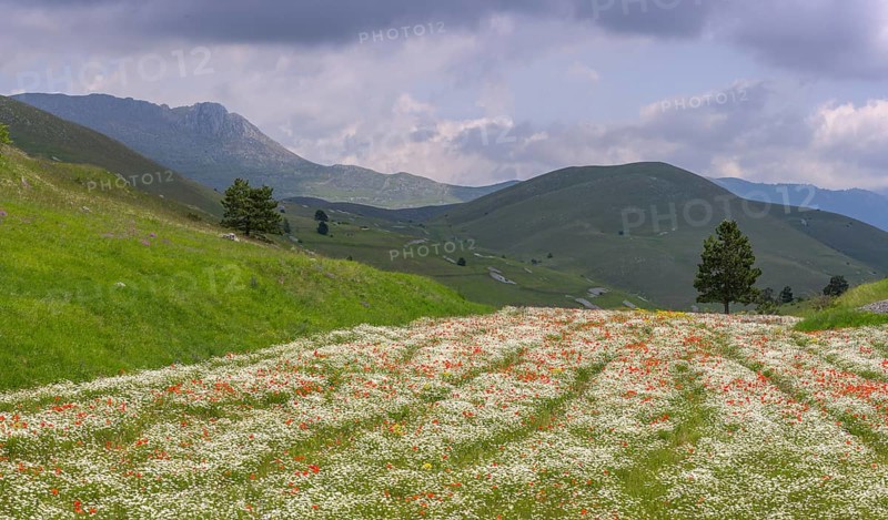 Flowering poppy and daisy field