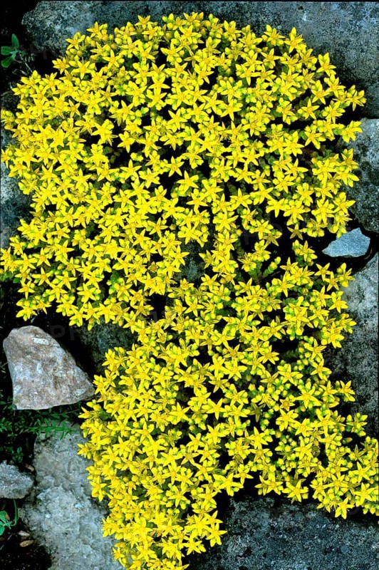 Yellow stonecrop