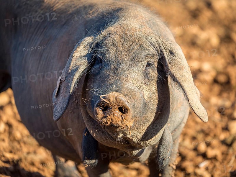 Iberian pig