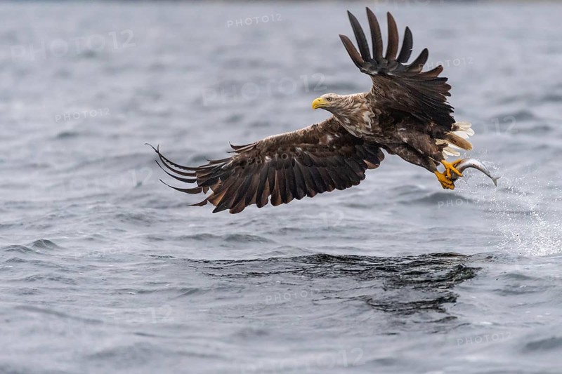 White-tailed eagle