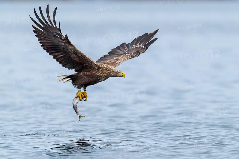 White-tailed eagle