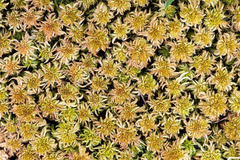 Peat moss