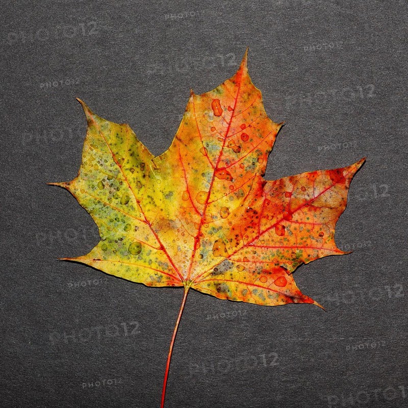Colourful Mable Leaf