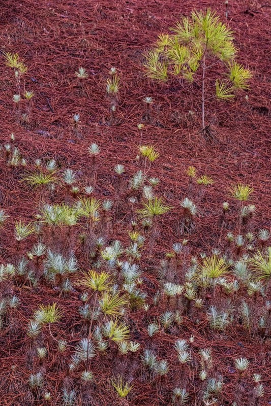 Young canary island pine