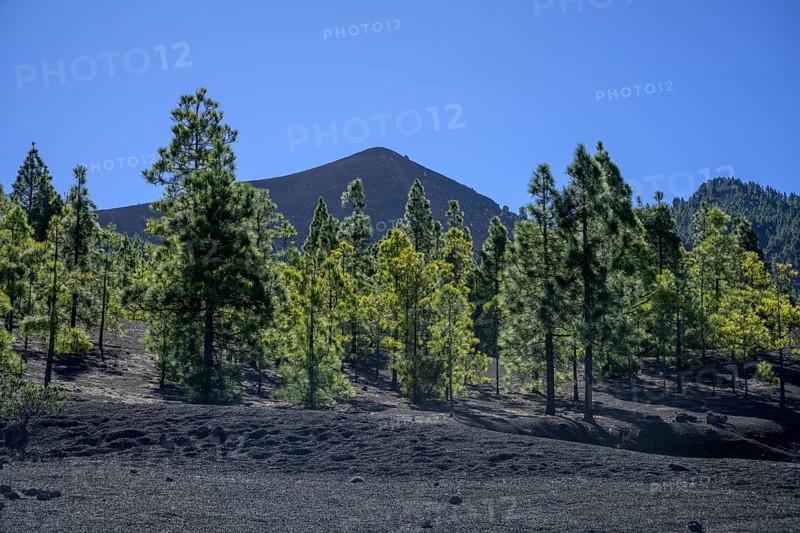 Canary island pine