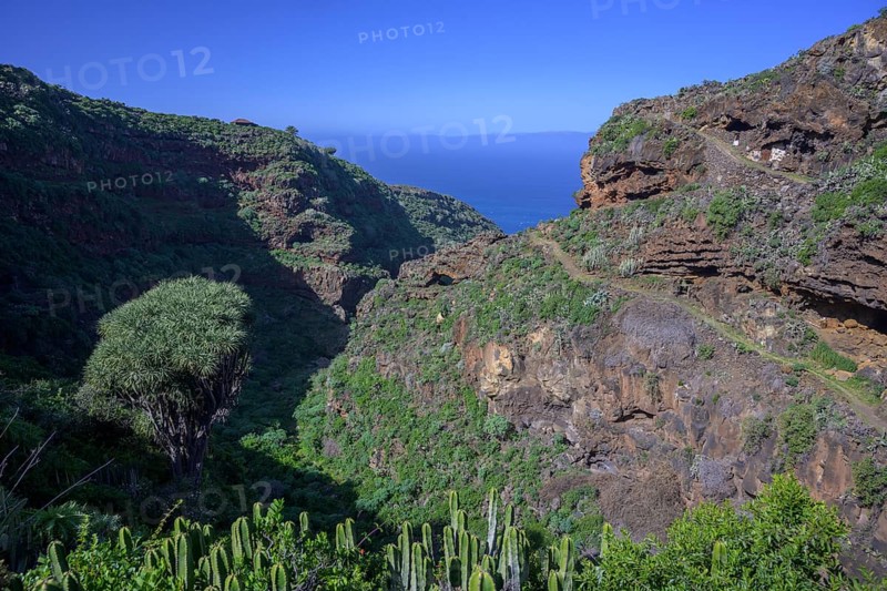 Canary canary islands dragon tree