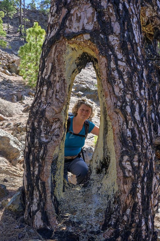 Woman looking through large cavity in a Canary Island canary island pine