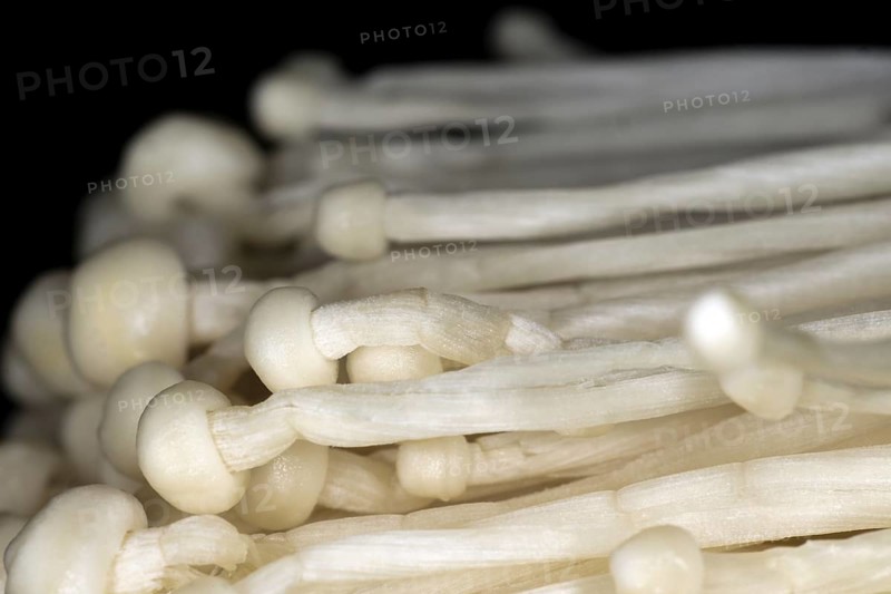 Edible enoki mushroom or flammulina