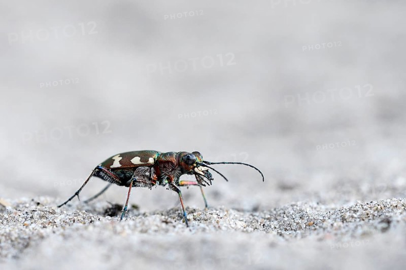 Dune Sand Beetle